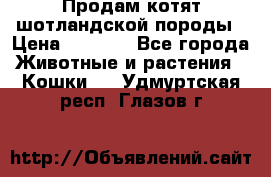 Продам котят шотландской породы › Цена ­ 2 000 - Все города Животные и растения » Кошки   . Удмуртская респ.,Глазов г.